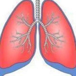 Lung 1