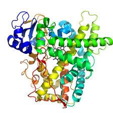 Cytochrome P450 Enz 2